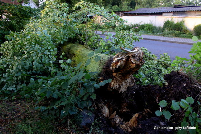 Wichura w powiecie leszczyńskim (zdjęcia)