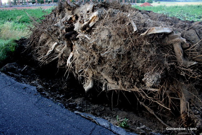 Wichura w powiecie leszczyńskim (zdjęcia)