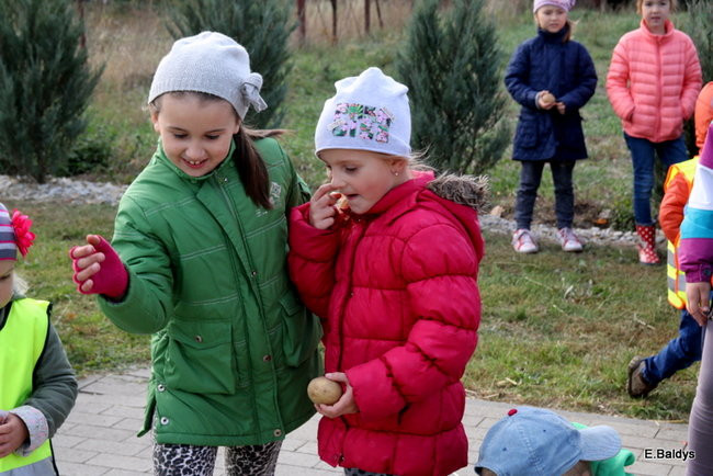 Zabawa z ziemniakami w tle (zdjęcia)