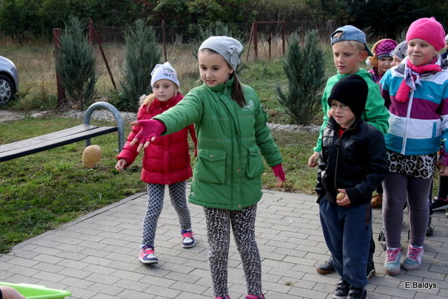 Zabawa z ziemniakami w tle (zdjęcia)