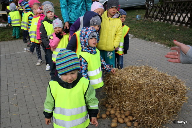Zabawa z ziemniakami w tle (zdjęcia)
