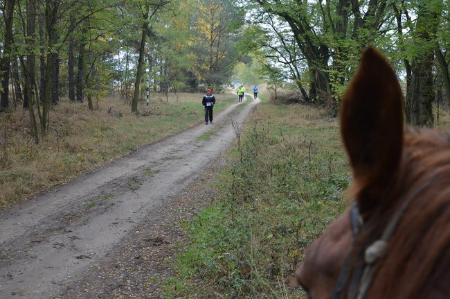 W jesiennej scenerii (zdjęcia)