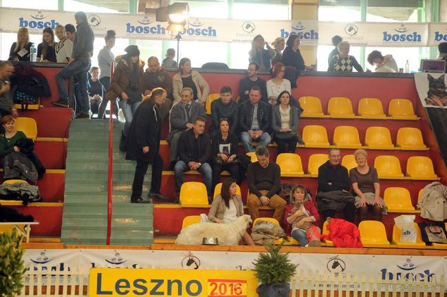 Dog niemiecki najpiękniejszym psem Leszna (zdjęcia i film)