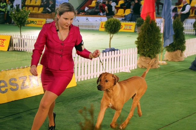 Dog niemiecki najpiękniejszym psem Leszna (zdjęcia i film)