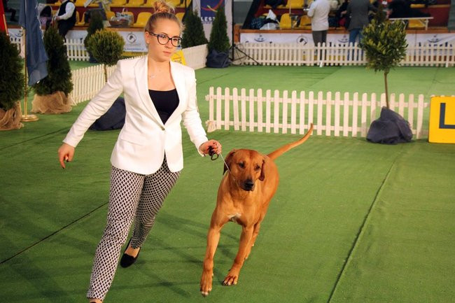 Dog niemiecki najpiękniejszym psem Leszna (zdjęcia i film)