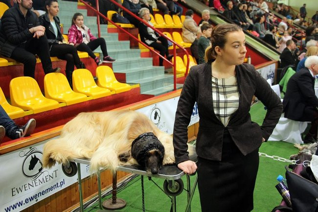 Dog niemiecki najpiękniejszym psem Leszna (zdjęcia i film)