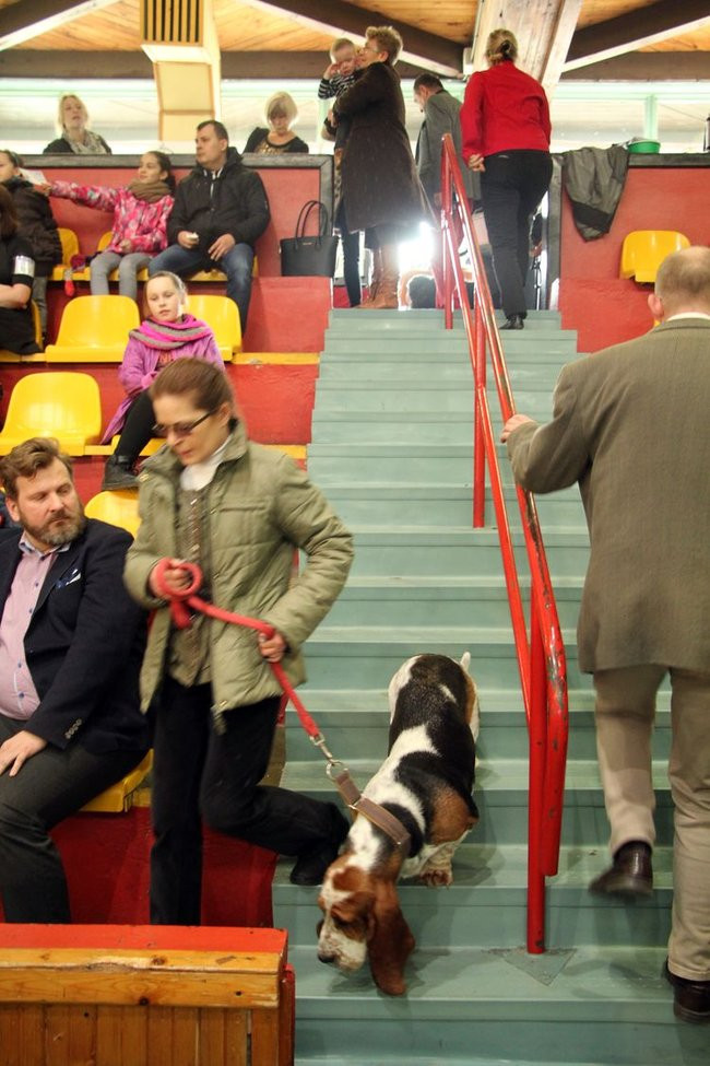 Dog niemiecki najpiękniejszym psem Leszna (zdjęcia i film)