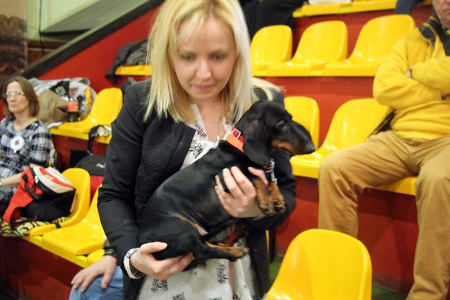 Dog niemiecki najpiękniejszym psem Leszna (zdjęcia i film)