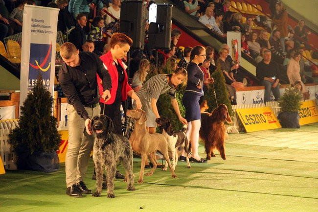 Dog niemiecki najpiękniejszym psem Leszna (zdjęcia i film)