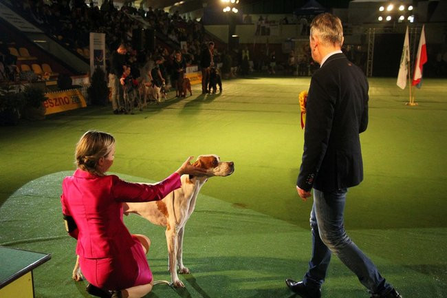 Dog niemiecki najpiękniejszym psem Leszna (zdjęcia i film)