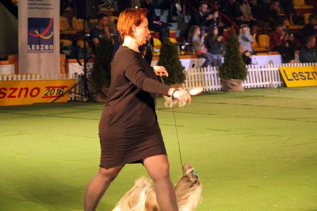 Dog niemiecki najpiękniejszym psem Leszna (zdjęcia i film)