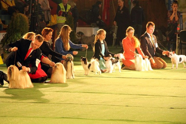 Dog niemiecki najpiękniejszym psem Leszna (zdjęcia i film)