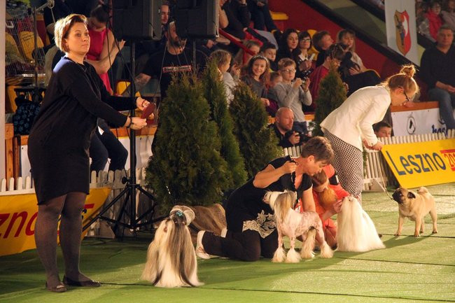 Dog niemiecki najpiękniejszym psem Leszna (zdjęcia i film)