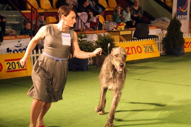 Dog niemiecki najpiękniejszym psem Leszna (zdjęcia i film)