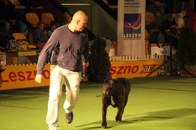 Dog niemiecki najpiękniejszym psem Leszna (zdjęcia i film)