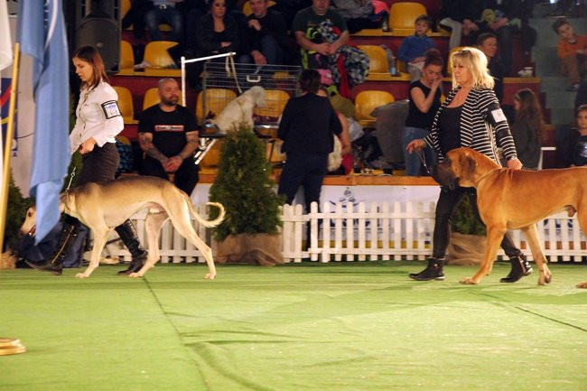 Dog niemiecki najpiękniejszym psem Leszna (zdjęcia i film)