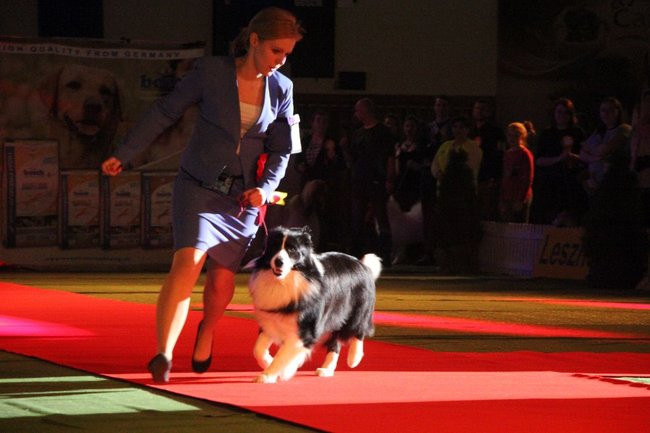 Dog niemiecki najpiękniejszym psem Leszna (zdjęcia i film)