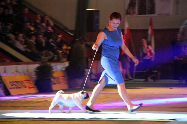 Dog niemiecki najpiękniejszym psem Leszna (zdjęcia i film)