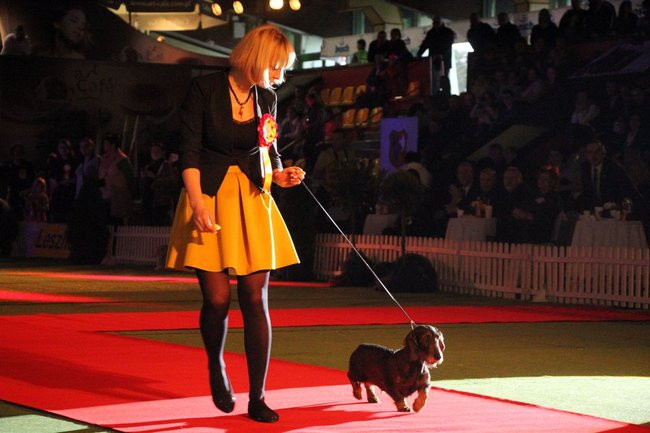 Dog niemiecki najpiękniejszym psem Leszna (zdjęcia i film)