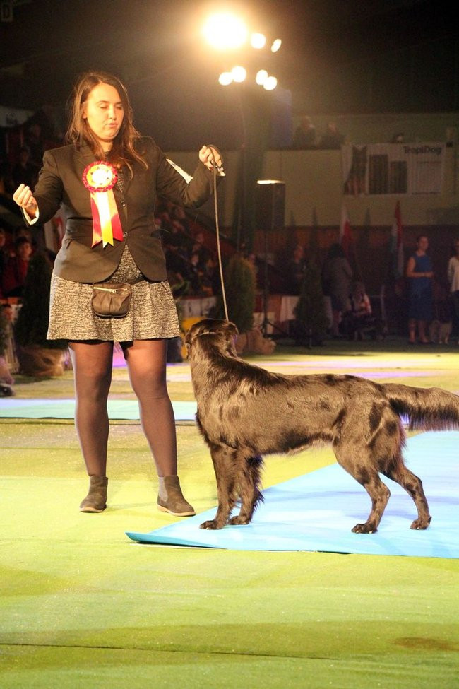Dog niemiecki najpiękniejszym psem Leszna (zdjęcia i film)