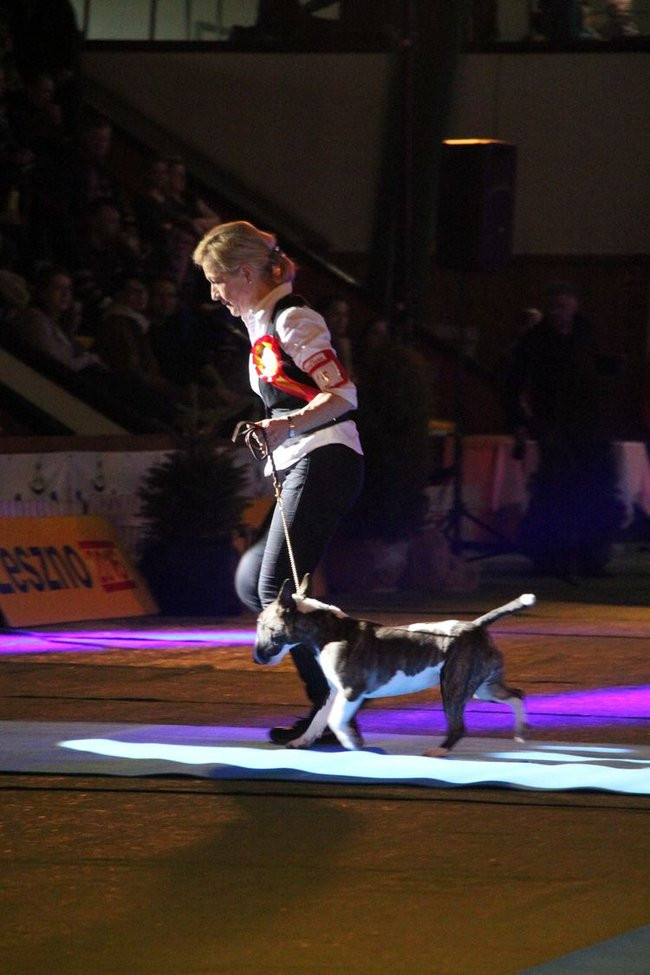 Dog niemiecki najpiękniejszym psem Leszna (zdjęcia i film)