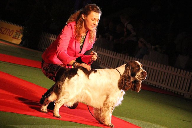 Dog niemiecki najpiękniejszym psem Leszna (zdjęcia i film)