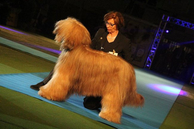 Dog niemiecki najpiękniejszym psem Leszna (zdjęcia i film)