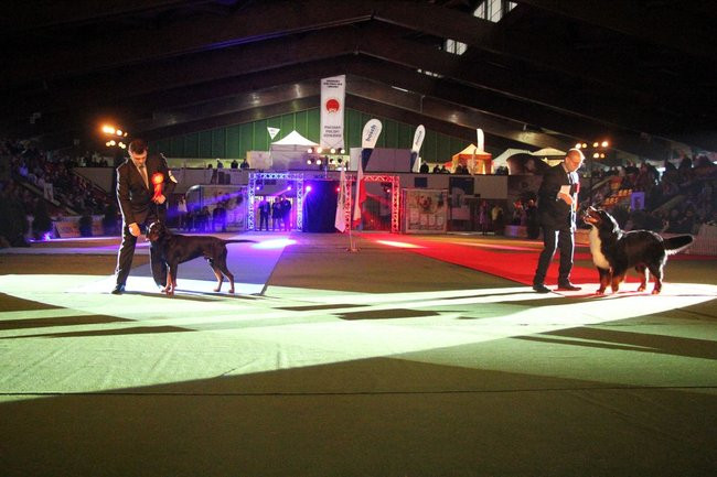 Dog niemiecki najpiękniejszym psem Leszna (zdjęcia i film)