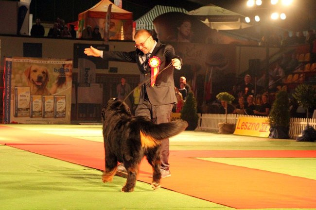 Dog niemiecki najpiękniejszym psem Leszna (zdjęcia i film)