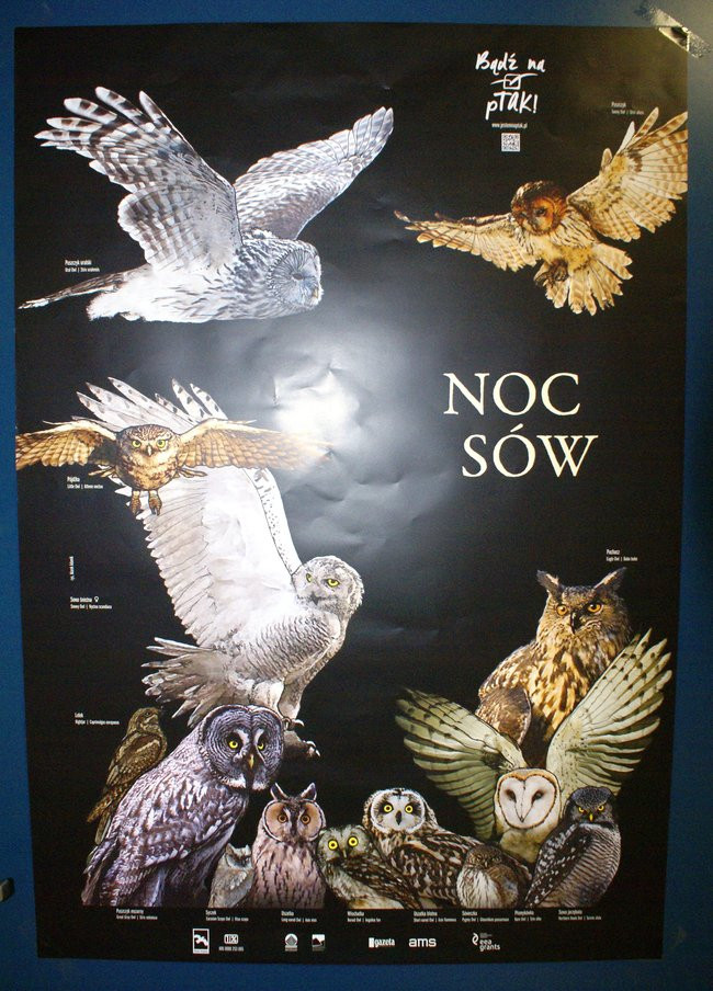 Nocą o sowach (kilka zdjęć)