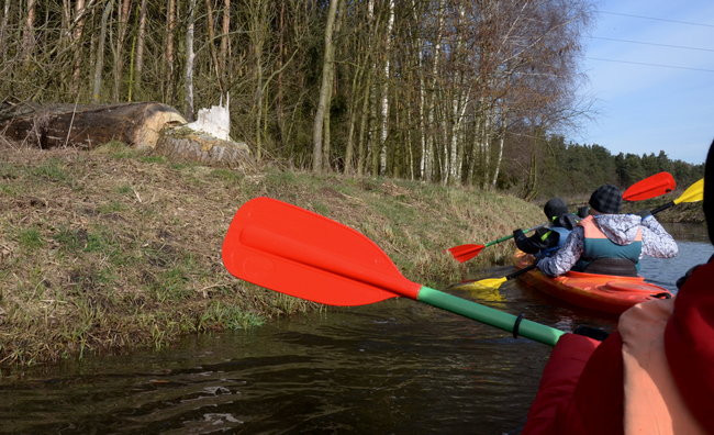 Kajakami przez krainę ptaków i bobrów (zdjęcia)