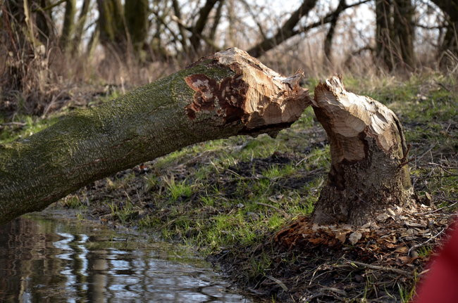 Kajakami przez krainę ptaków i bobrów (zdjęcia)