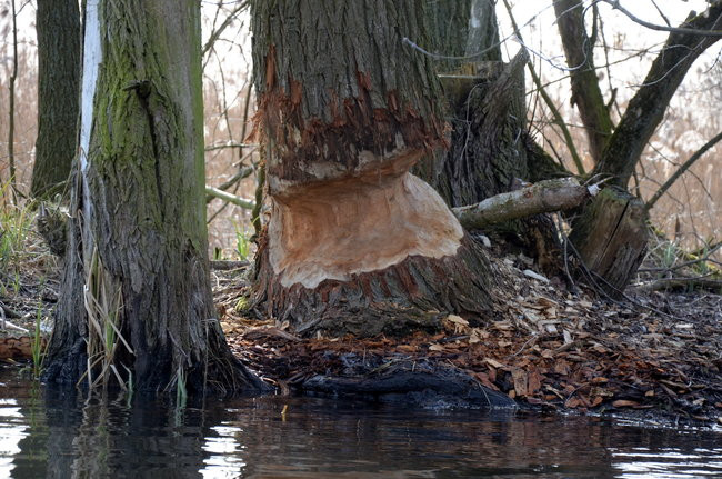 Kajakami przez krainę ptaków i bobrów (zdjęcia)