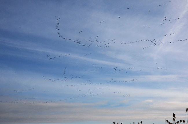 Kajakami przez krainę ptaków i bobrów (zdjęcia)