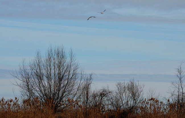 Kajakami przez krainę ptaków i bobrów (zdjęcia)
