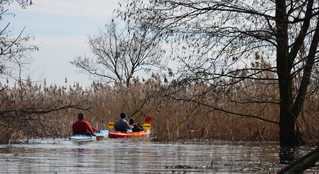 Kajakami przez krainę ptaków i bobrów (zdjęcia)