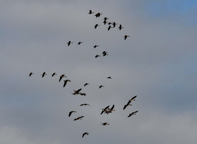 Kajakami przez krainę ptaków i bobrów (zdjęcia)