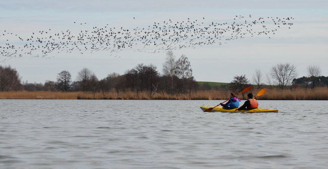 Kajakami przez krainę ptaków i bobrów (zdjęcia)