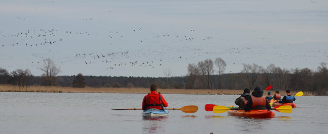 Kajakami przez krainę ptaków i bobrów (zdjęcia)