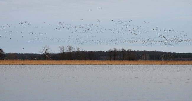 Kajakami przez krainę ptaków i bobrów (zdjęcia)