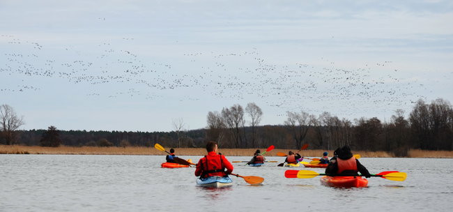 Kajakami przez krainę ptaków i bobrów (zdjęcia)