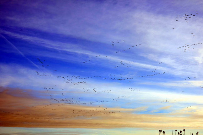 Kajakami przez krainę ptaków i bobrów (zdjęcia)