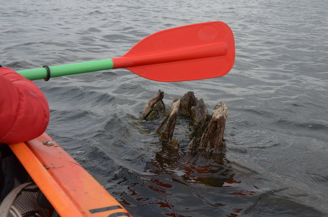 Kajakami przez krainę ptaków i bobrów (zdjęcia)