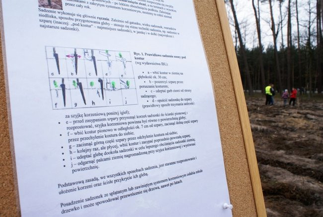 Wielkie sadzenie drzew z udziałem dzieci (zdjęcia)