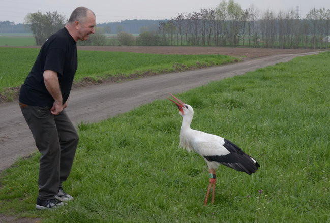 Fikołek zakłada rodzinę (zdjęcia i film)