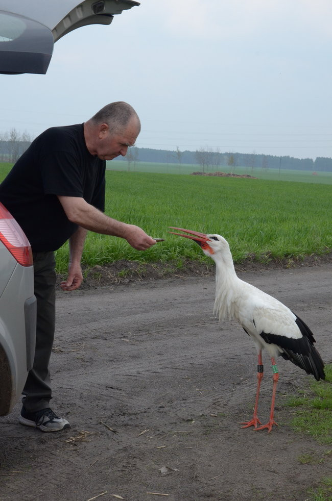 Fikołek zakłada rodzinę (zdjęcia i film)