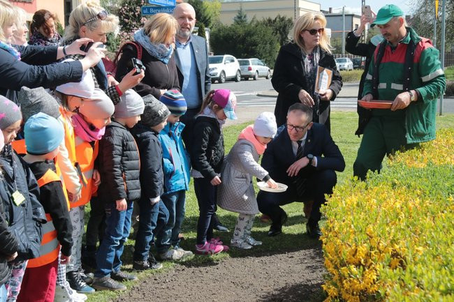 Przedszkolaki zasiały kwiaty przed Urzędem Miasta Leszna (zdjęcia)