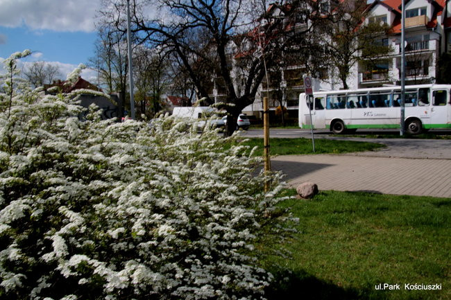 Leszno kwitnie. Zapraszamy na spacer po mieście (zdjęcia)