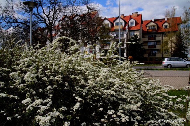 Leszno kwitnie. Zapraszamy na spacer po mieście (zdjęcia)