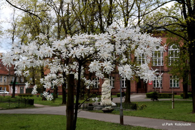 Leszno kwitnie. Zapraszamy na spacer po mieście (zdjęcia)